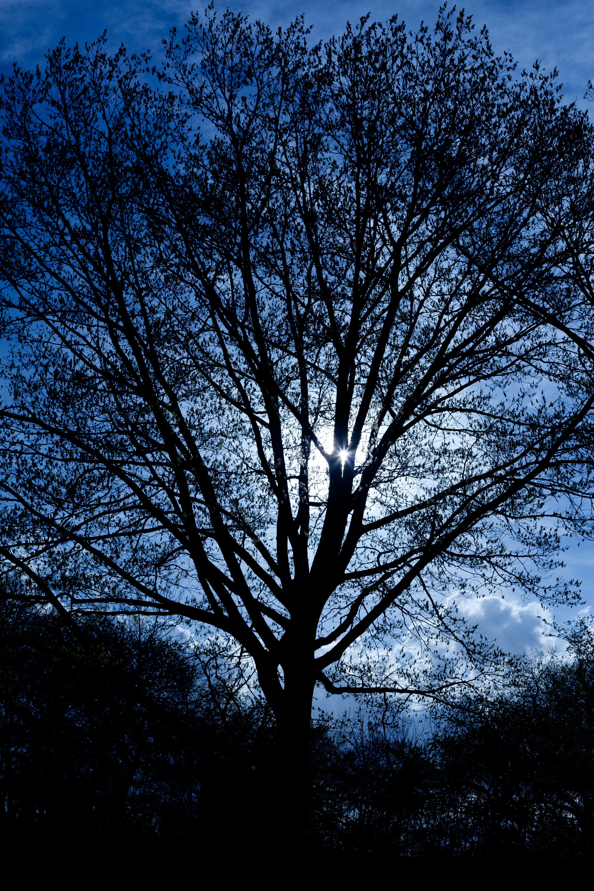 Like A Tree